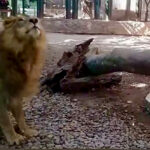 Fauna silvestre del zoo de Culiacán recibe sus regalos de navidad y año nuevo