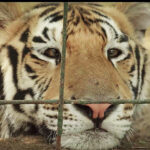 Trasladan AZCARM y Ostok Sanctuary cientos de tigres a la India