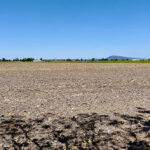 Sequía en tres cuartas partes del territorio amenaza la producción agrícola nacional