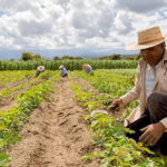 Existe desesperación en el campo por falta de apoyo y rentabilidad en cultivos