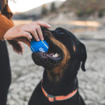 Descubre cinco comandos para perritos que todo dueño debe saber