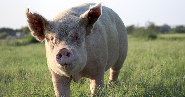 Queda incorporado el bienestar animal en las líneas directrices para empresas multinacionales