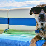 Podrían altas temperaturas de verano poner en riesgo la salud de tus mascotas