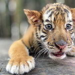 Nace tigre de bengala en el zoológico de Culiacán