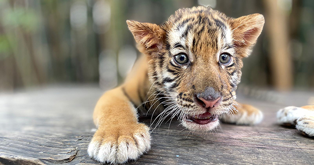 Nace tigre de bengala en el zoológico de Culiacán