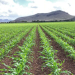 El campo mexicano, rezagado “por los siglos de los siglos”
