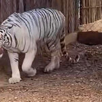 Rescata Sanctuary Ostok fauna del zoológico La Pastora por sobrepoblación