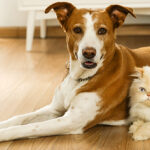 Descubre 3 razones para adoptar un lomito o un michi