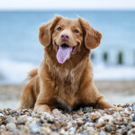 Evita el estrés en tu perrito con estas 5 recomendaciones