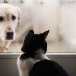 Descubre cuatro secretos para lograr una amistad entre perros y gatos