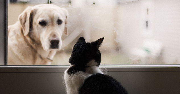 Descubre cuatro secretos para lograr una amistad entre perros y gatos