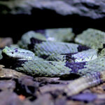 Es UANL líder nacional en el estudio de los reptiles
