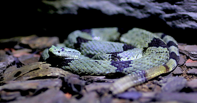 Es UANL líder nacional en el estudio de los reptiles