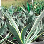 Amplía UANL red de jardines etnobiológicos en NL