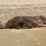 Rescatan lobo marino en playas de Navolato