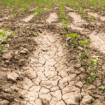 El gobierno de López Obrador más interesado en su proyecto político, que en garantizar alimentos y agua para el pueblo