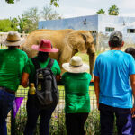 Celebran Día Mundial del Elefante con Monty  