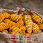 Rescata sector agropecuario economía nacional pese a crisis en maíz