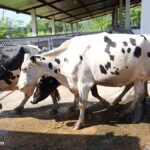 Se desploma más de 50% exportación de ganado vacuno en primer trimestre