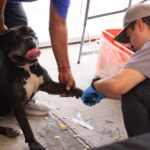Ofrecen campaña de salud y bienestar animal