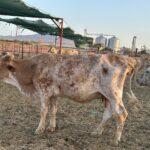 Impacta presencia de gusano barrenador en costos de producción y precio de la carne