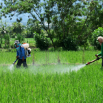 Combatir plaguicidas ilegales, verdadero desafío en la agricultura: Ocaña Romo