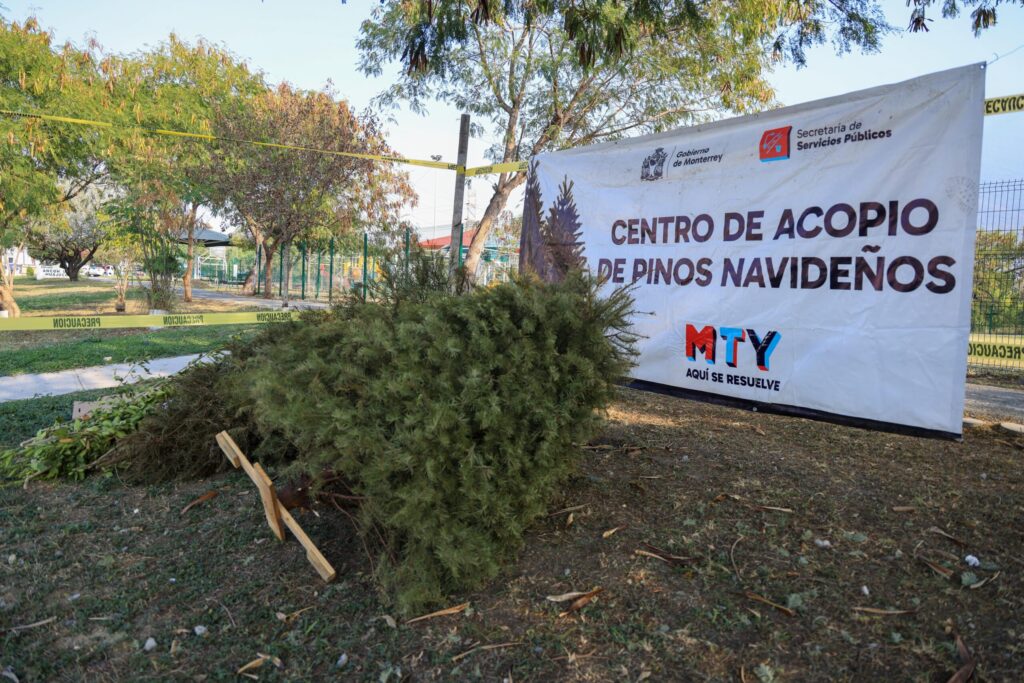 Instala Monterrey Centros de acopio de pinos navideños naturales