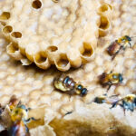 Acercará UANL conocimiento sobre abeja melipona en comunidades indígenas 